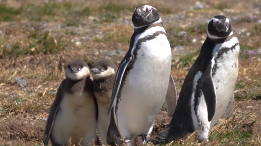 Penguin colony draws global attention in Chilean Patagonia