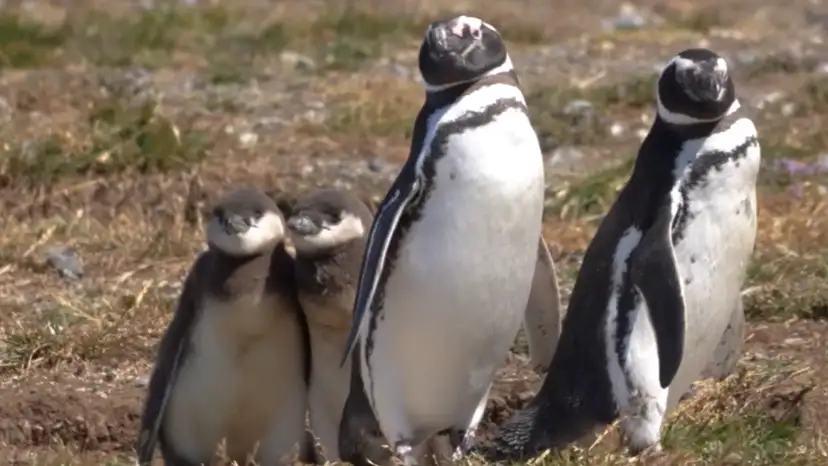 Penguin colony draws global attention in Chilean Patagonia