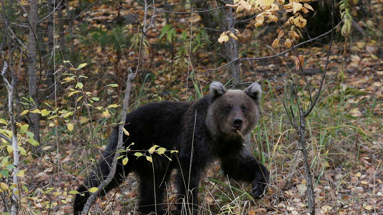 FILE PHOTO: A brown bear cub walks in an area of taiga near the village of Ust-Mana