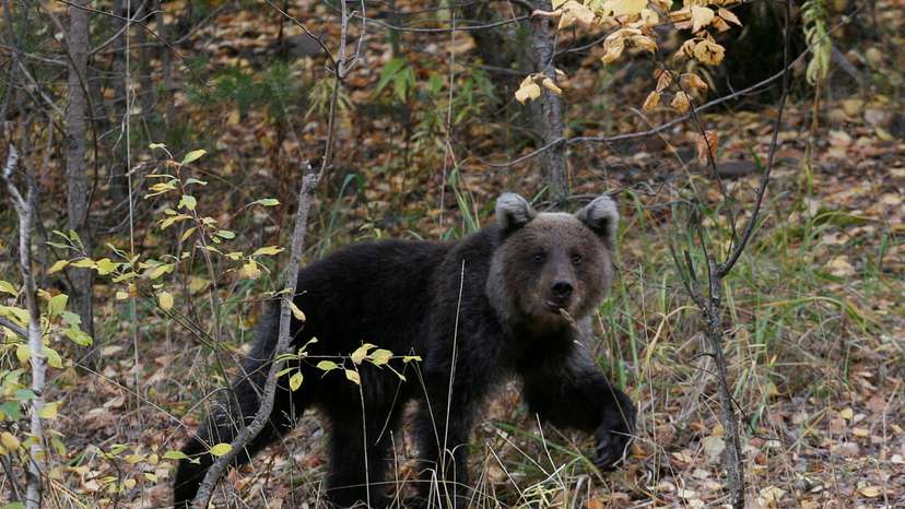 FILE PHOTO: A brown bear cub walks in an area of taiga near the village of Ust-Mana