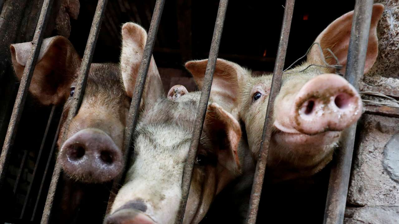 Pigs are seen at a farm outside Hanoi