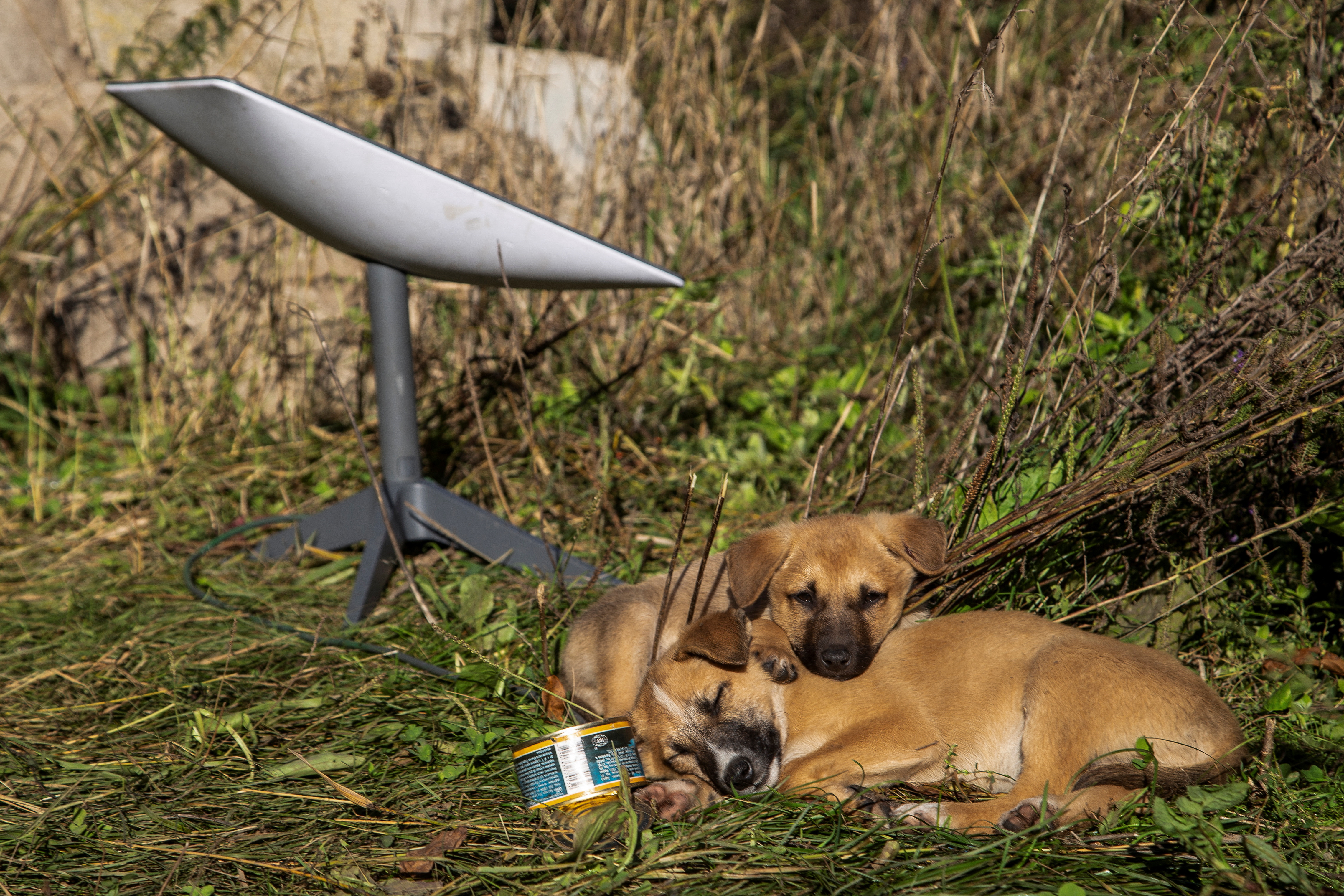 Puppies rest next to a Starlink terminal near the town of Lyman