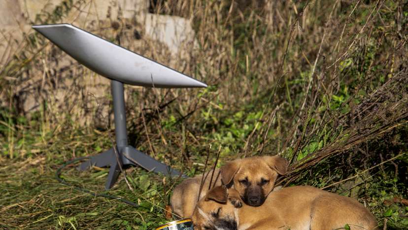 Puppies rest next to a Starlink terminal near the town of Lyman