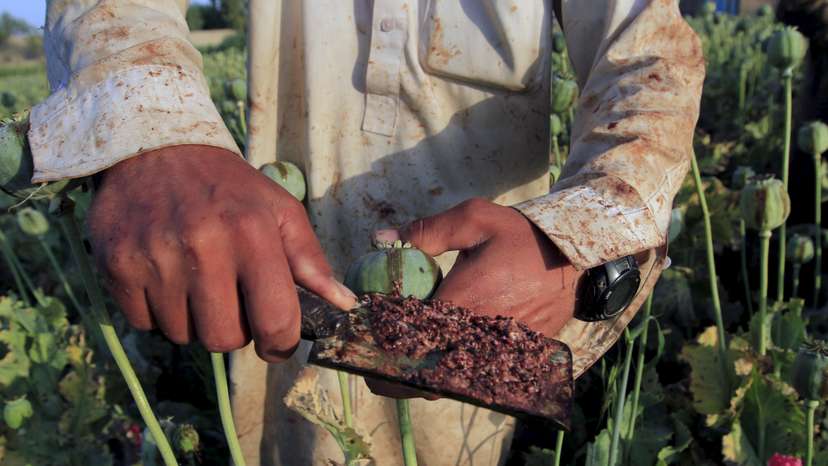 FILE PHOTO: Raw opium from a poppy head is seen at a poppy farmer's field on the outskirts of Jalalabad,