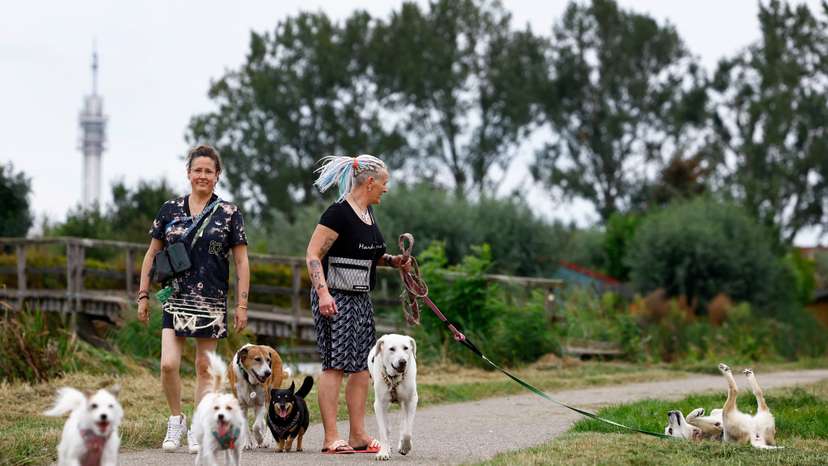 Dog Deezi from an Istanbul shelter has found a home with owners Caroline and Meike in The Netherlands