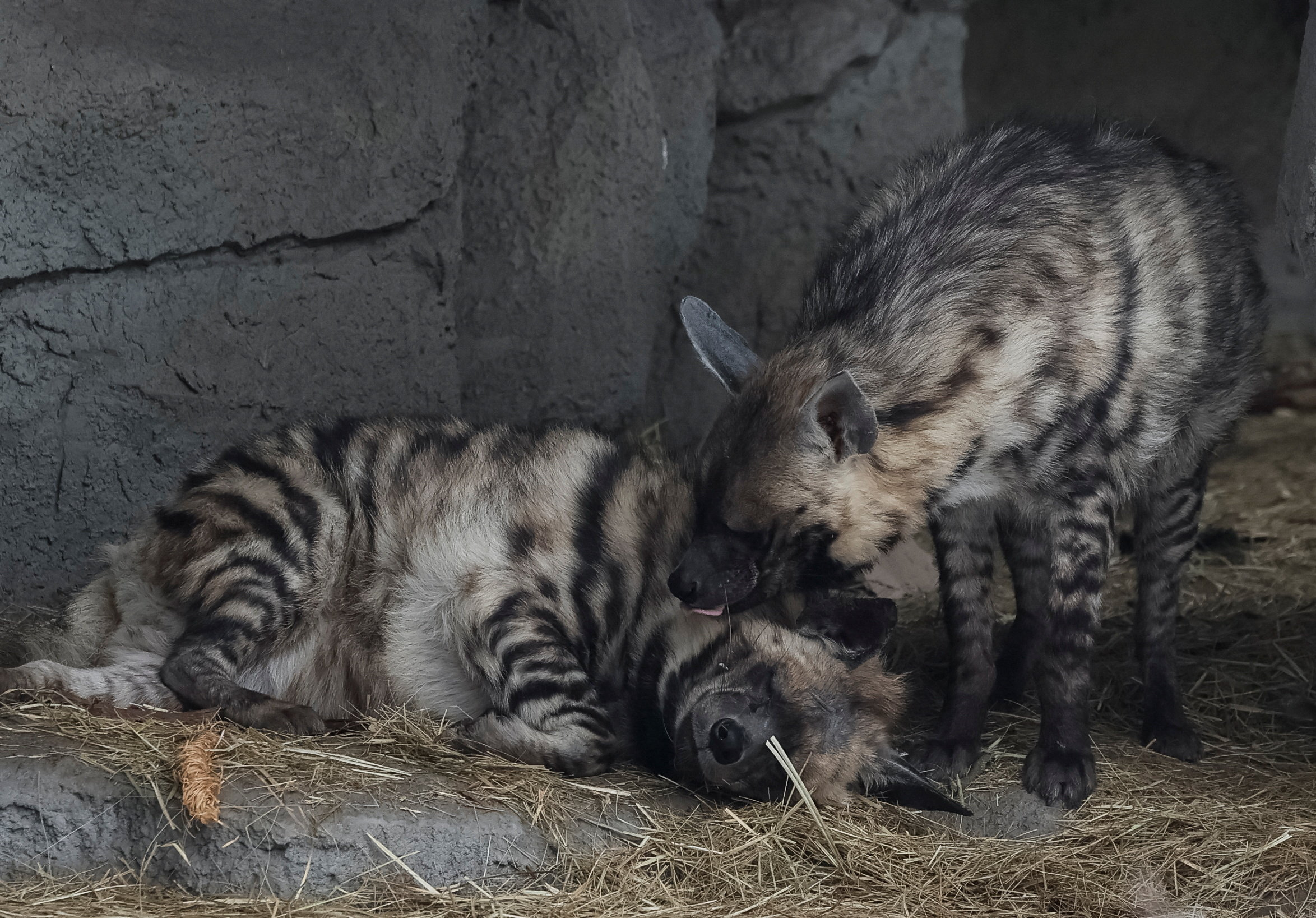 East African striped hyena in an aviary in zoo in Kyiv