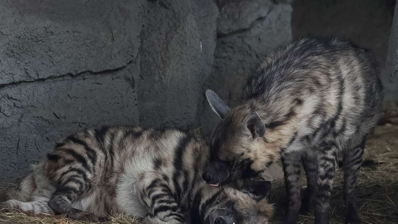 East African striped hyena in an aviary in zoo in Kyiv
