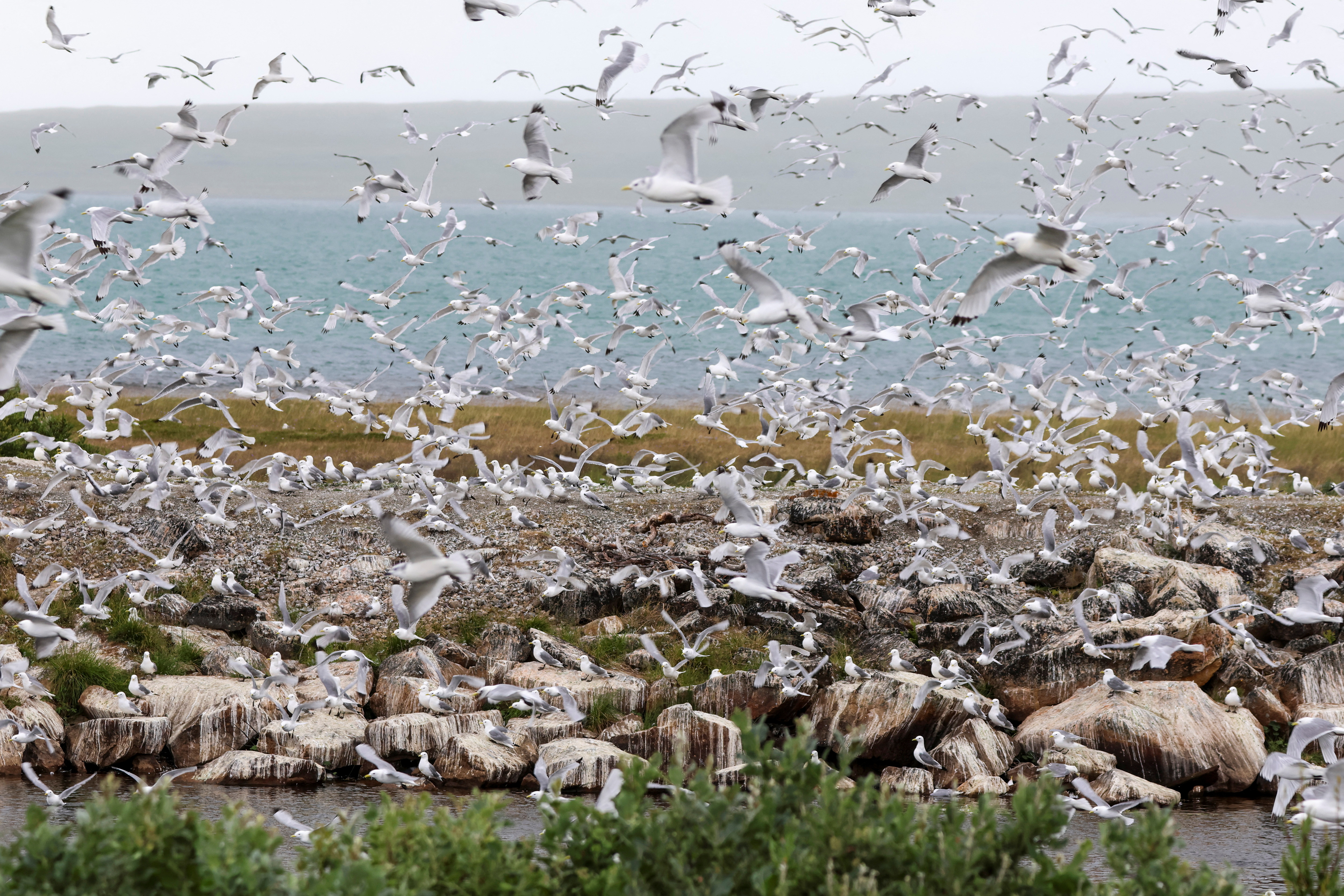 Bird flu outbreak in Vadso