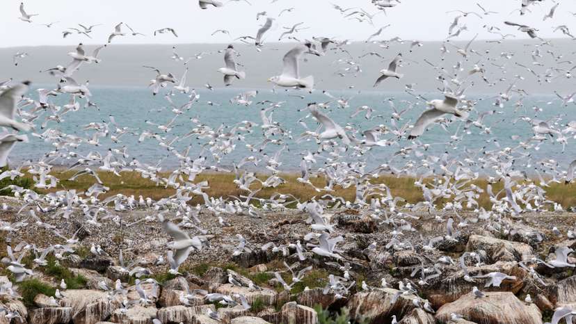 Bird flu outbreak in Vadso