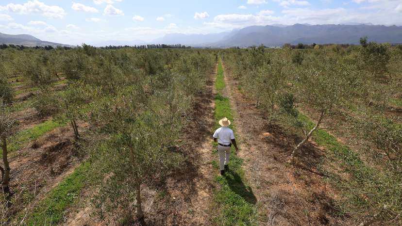FILE PHOTO: Black South African olive oil producer calls for more state support