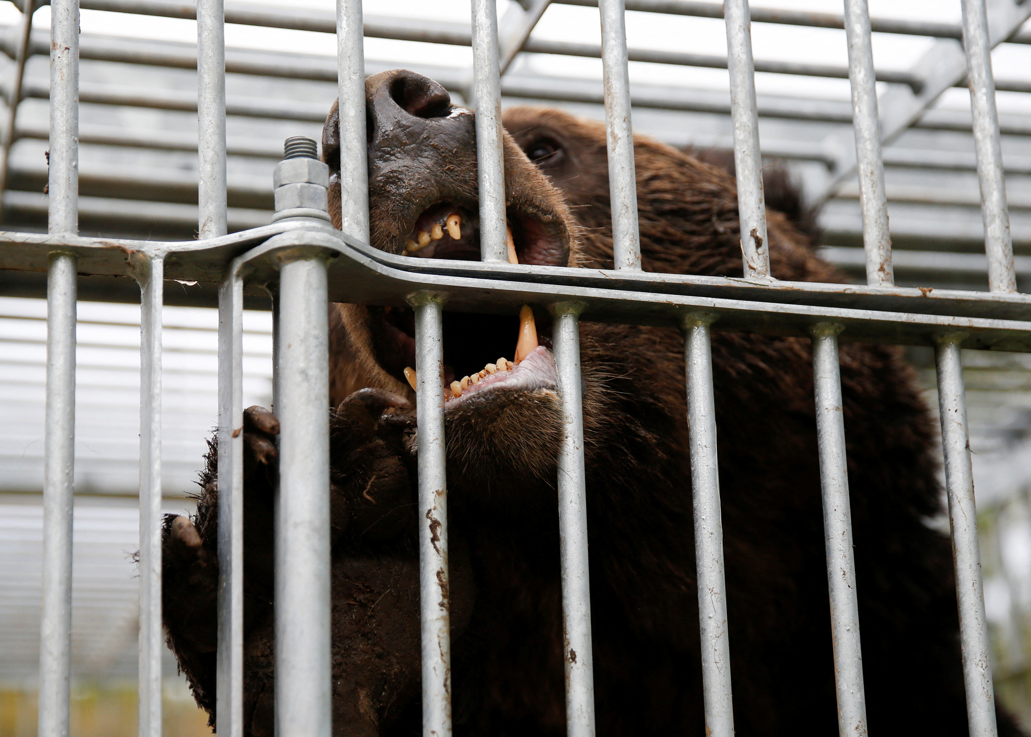 A brown bear gnaws at the cage it is trapped in in Sunagawa