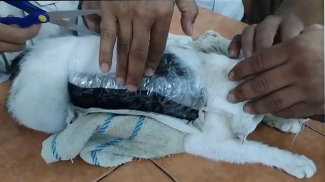 cat-smuggler-1 Costa Rica