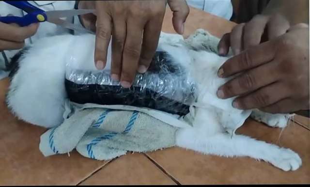 cat-smuggler-1 Costa Rica