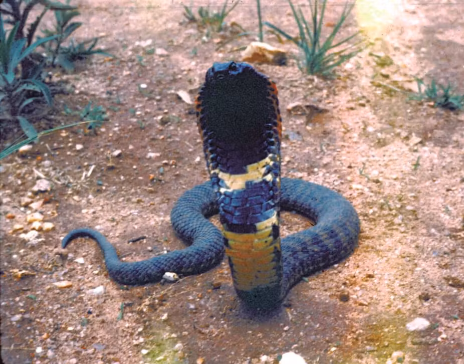 Hemachatus nyangensis