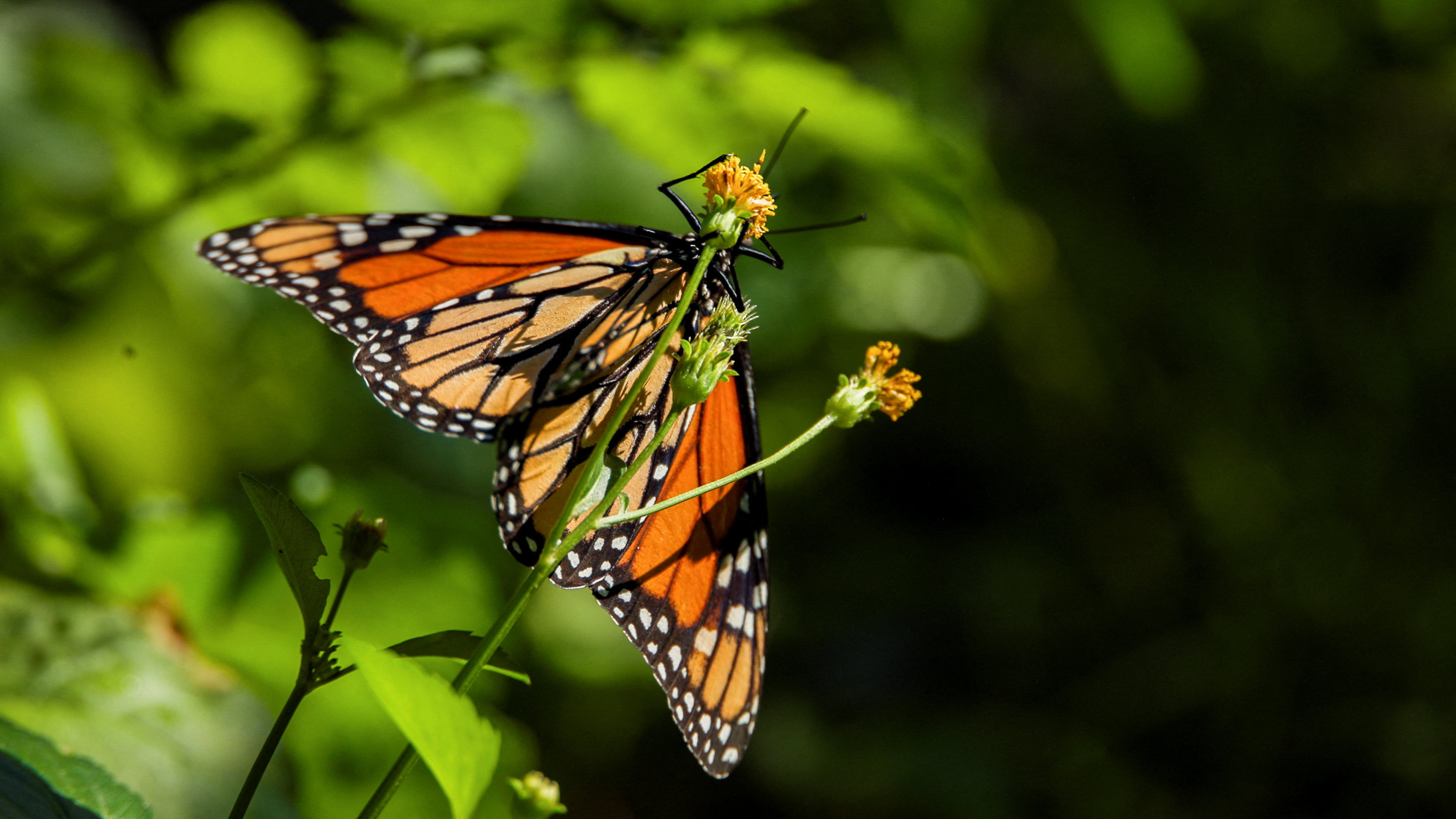 Costa Rica’s butterfly trade takes flight worldwide