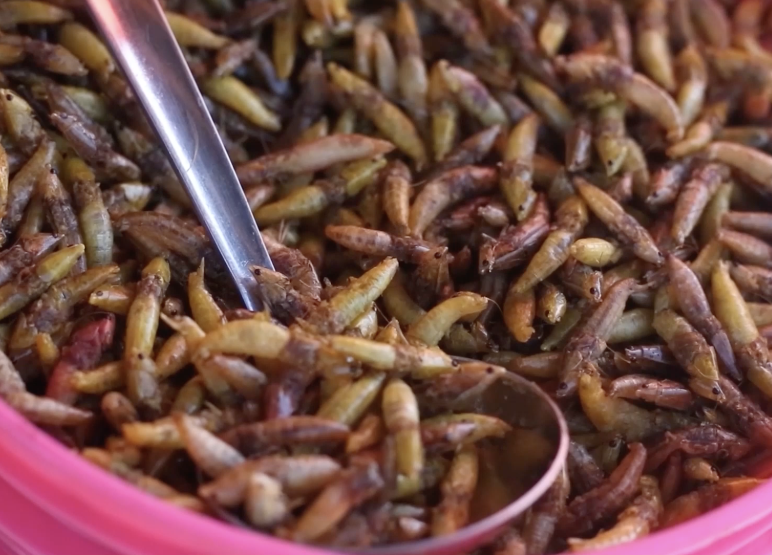 Longhorn grasshopper harvest in Tanzania