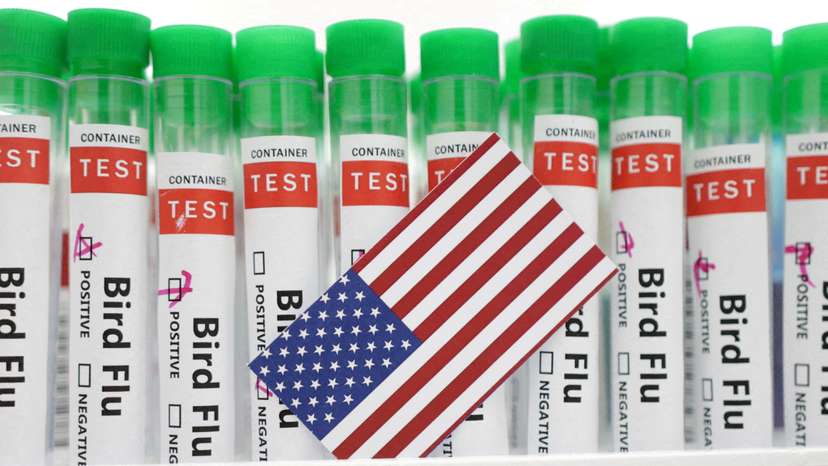 FILE PHOTO: Illustration shows test tubes labelled "Bird Flu" and U.S. flag
