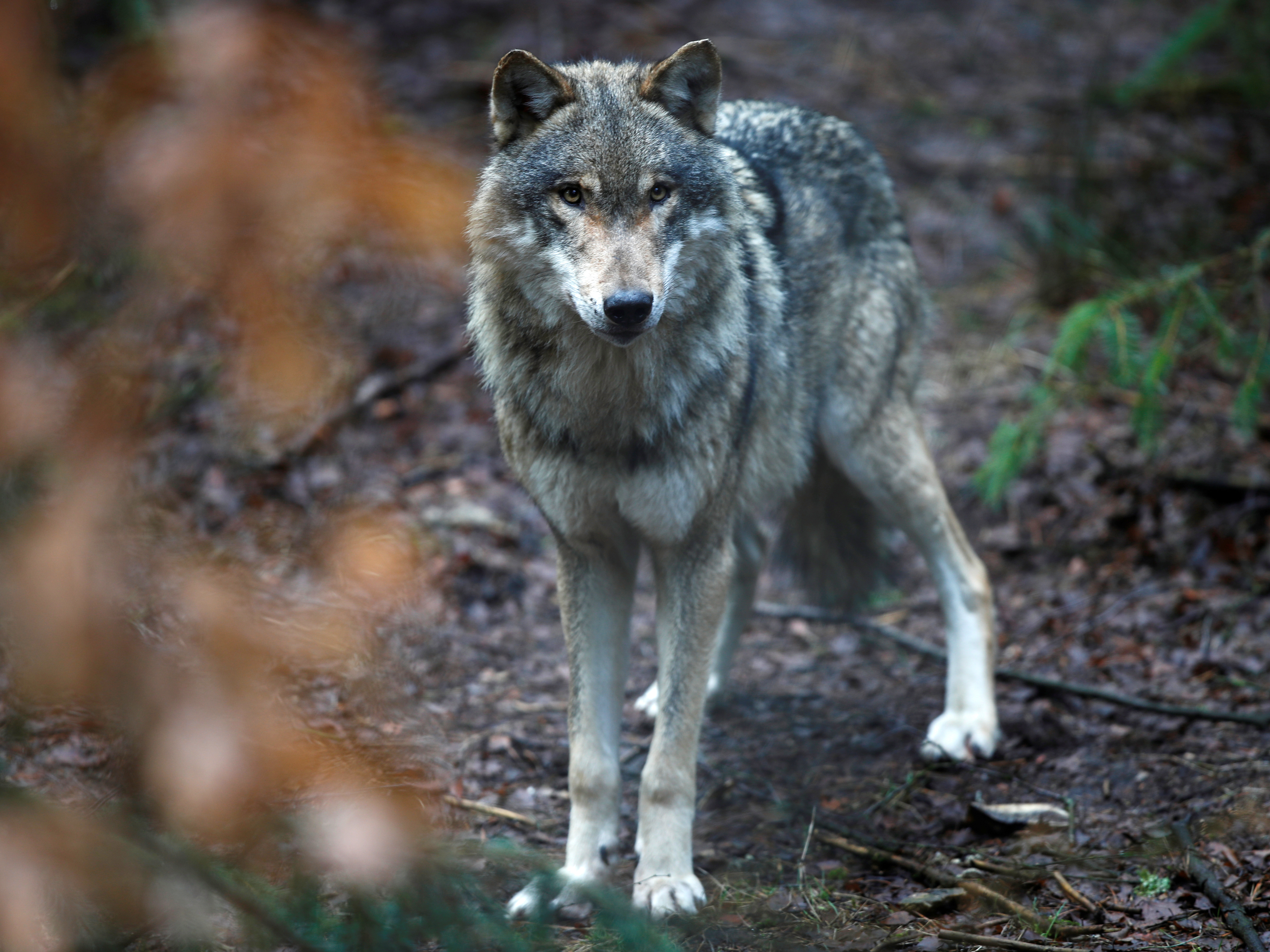 A wolf is seen in the wildlife Park Schorfheide near Gross Schoenebeck