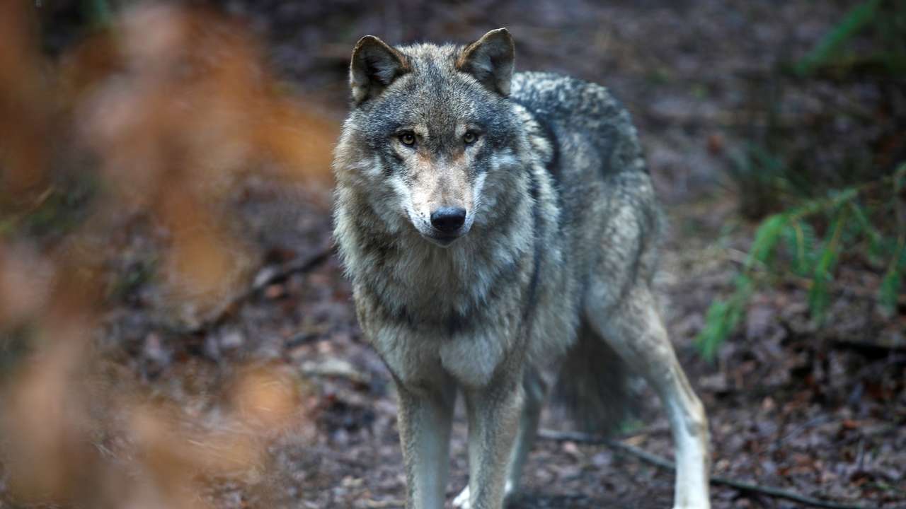 A wolf is seen in the wildlife Park Schorfheide near Gross Schoenebeck