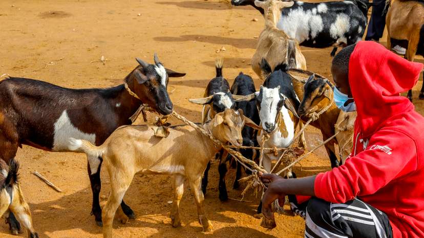 Weekly cattle market in Nyamata, Rwanda Weekly cattle market in Nyamata, Rwanda 016758_384
