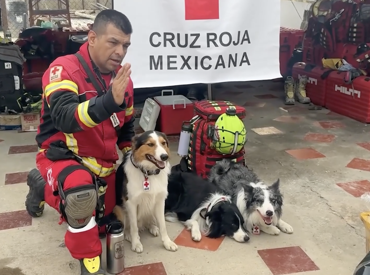 Mexican Red Cross dogs join desperate search 