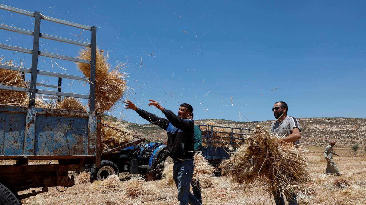 FILE PHOTO: Palestinian men collect wheat, after an Israeli settlers attack in Al Mughayyir near Ramallah