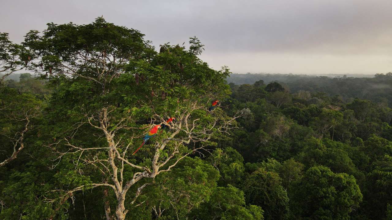 Macaws sit on a tree at the Amazon rainforest in Manaus