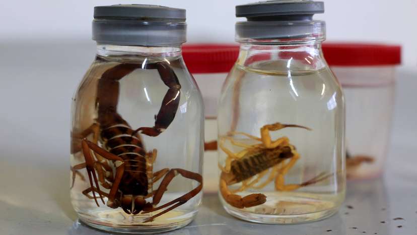 RECORD DATE NOT STATED scorpion insect stored in glass jar salvador, bahia / brazil - january 8, 2016: scorpion insect i