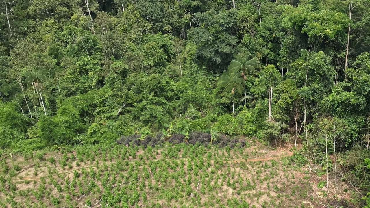 FILE PHOTO: An ariel view of cocaine plantation in Caballococha