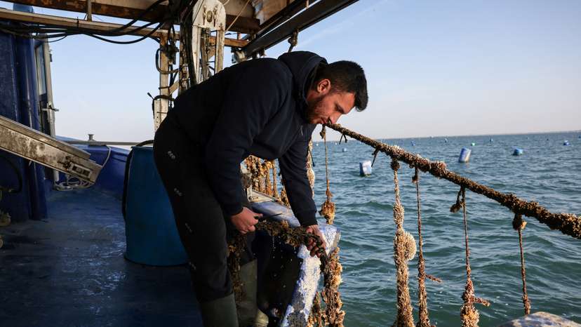 Mussel farmers confront the devastating effects of climate change, in Greece