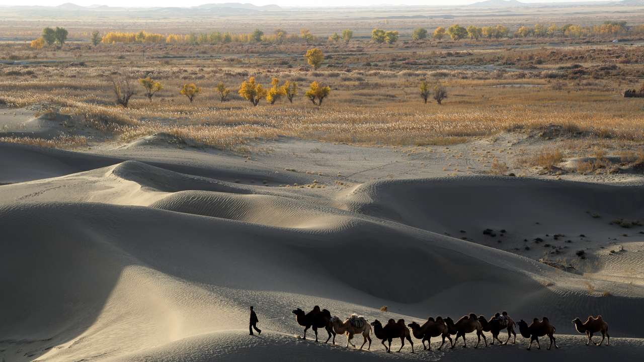 FILE PHOTO: A man leads camels at the edge of the Taklamakan Desert in Xinjiang Uighur Autonomous Region