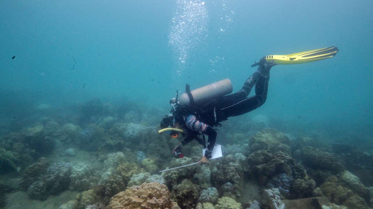 FILE PHOTO: Thailand's corals bleaching at fast pace amid rising global temperature
