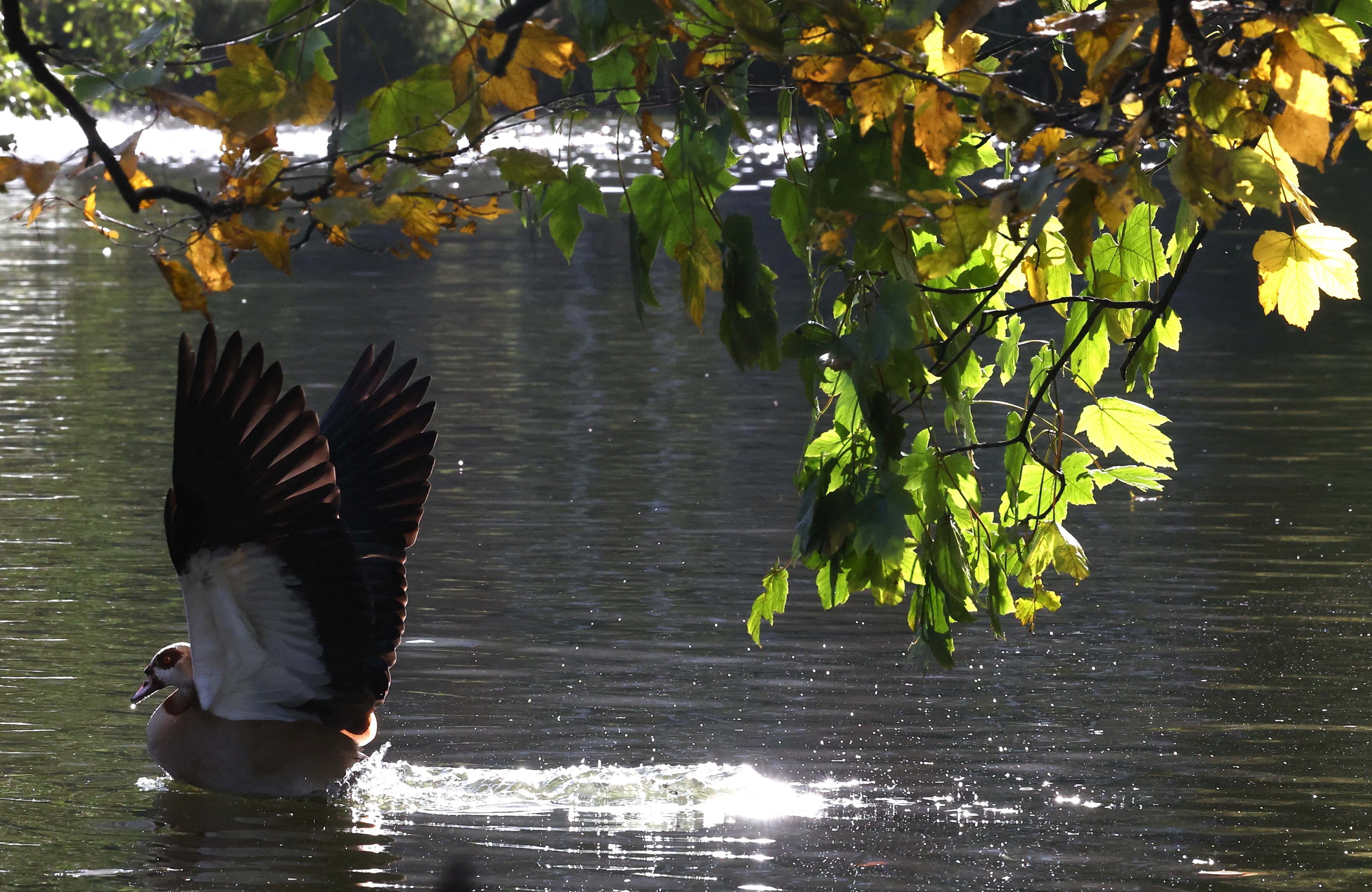 Bird swims on a pond in a park in Brussels