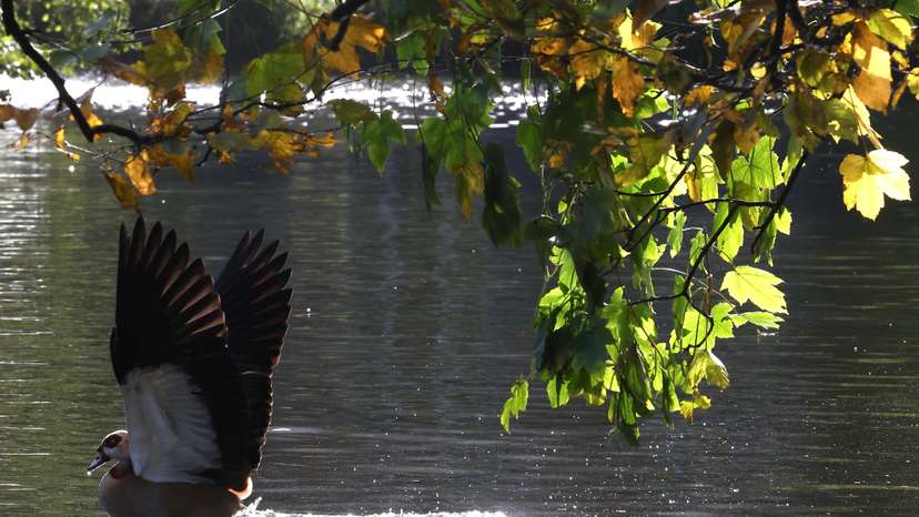 Bird swims on a pond in a park in Brussels