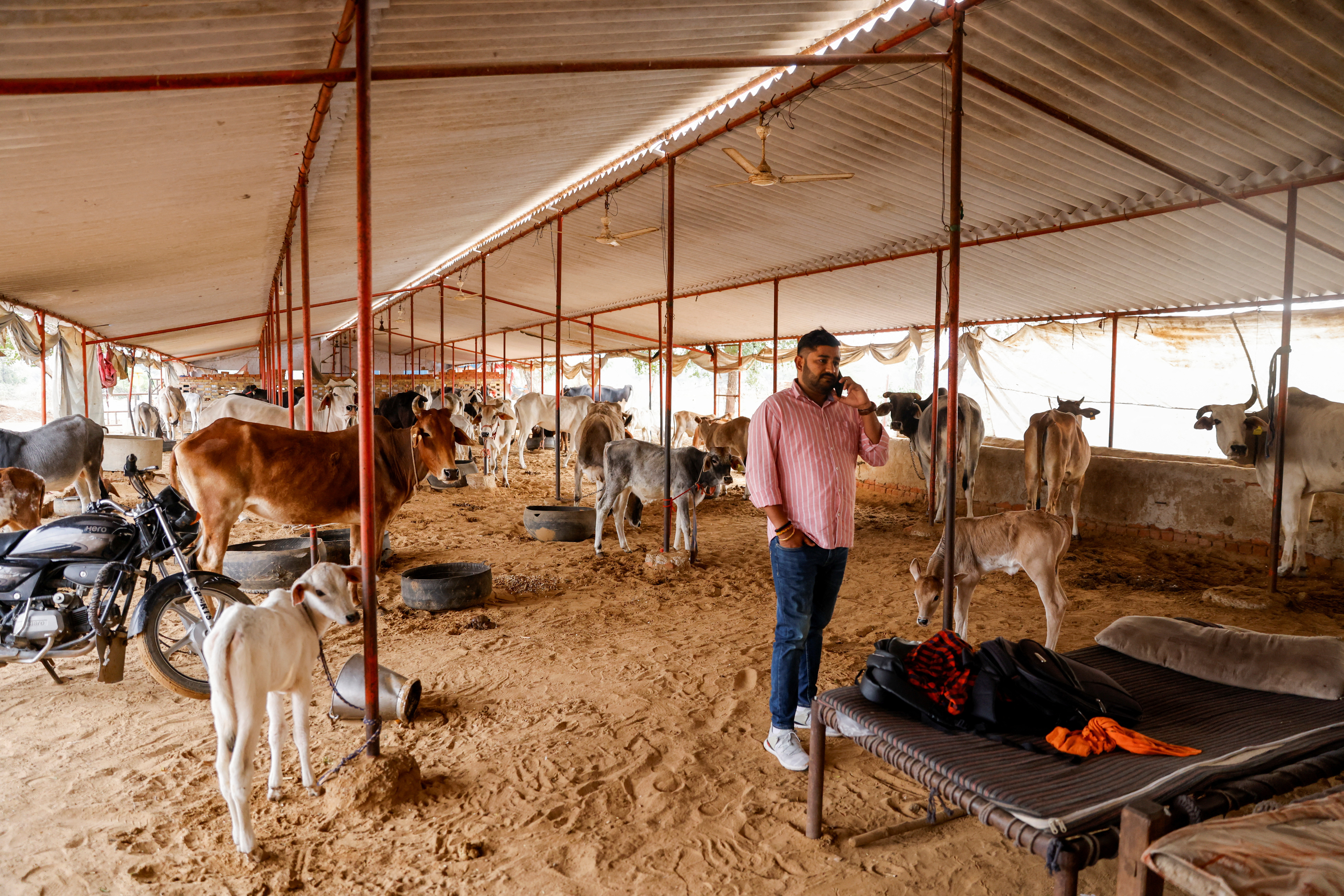 Vishnu Dabad, a cow protector and politician, runs a cow shelter for injured and sick cows, in Chamdhera village