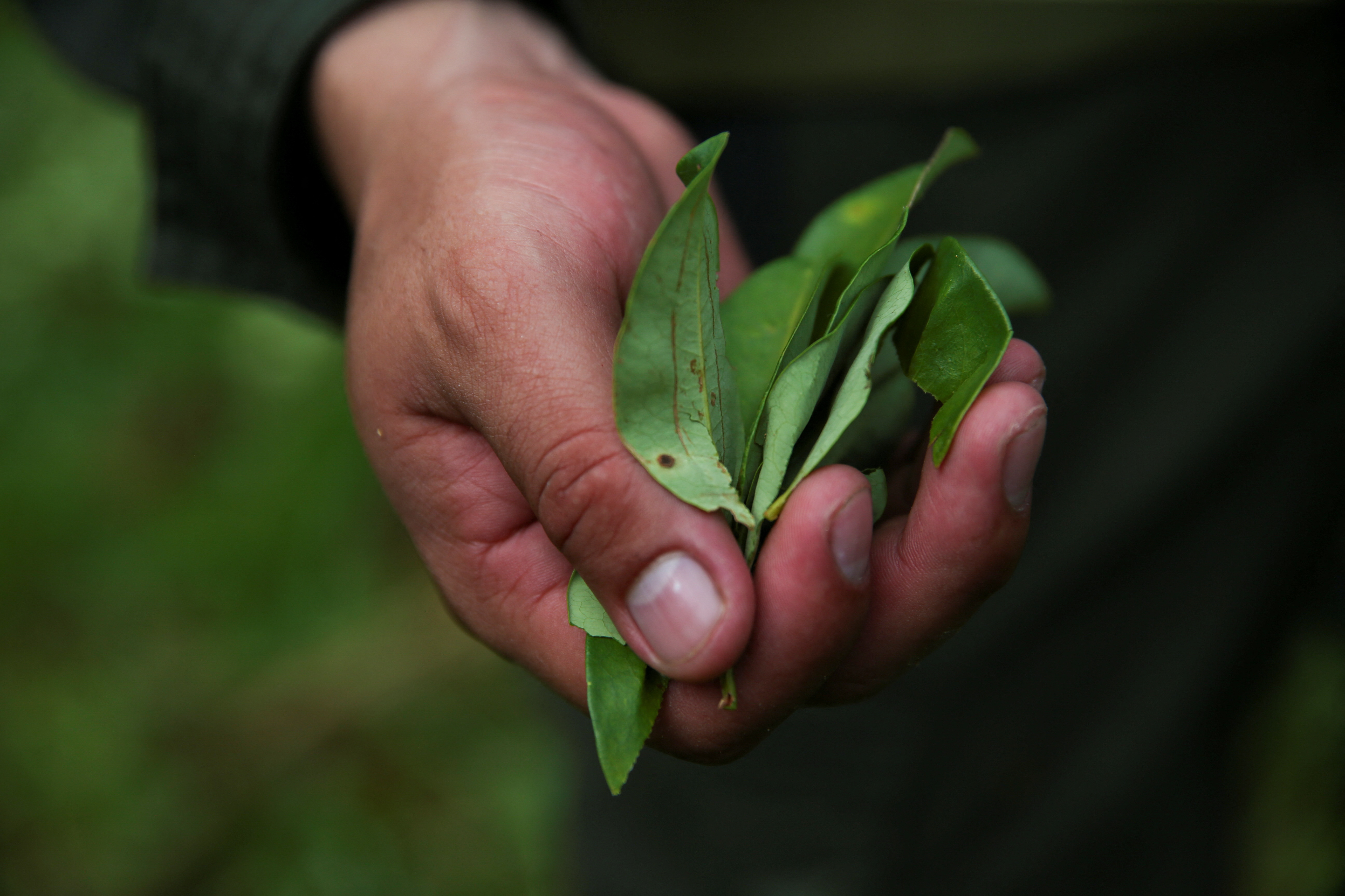 Manual eradication of coca leaf plantations in Putumayo