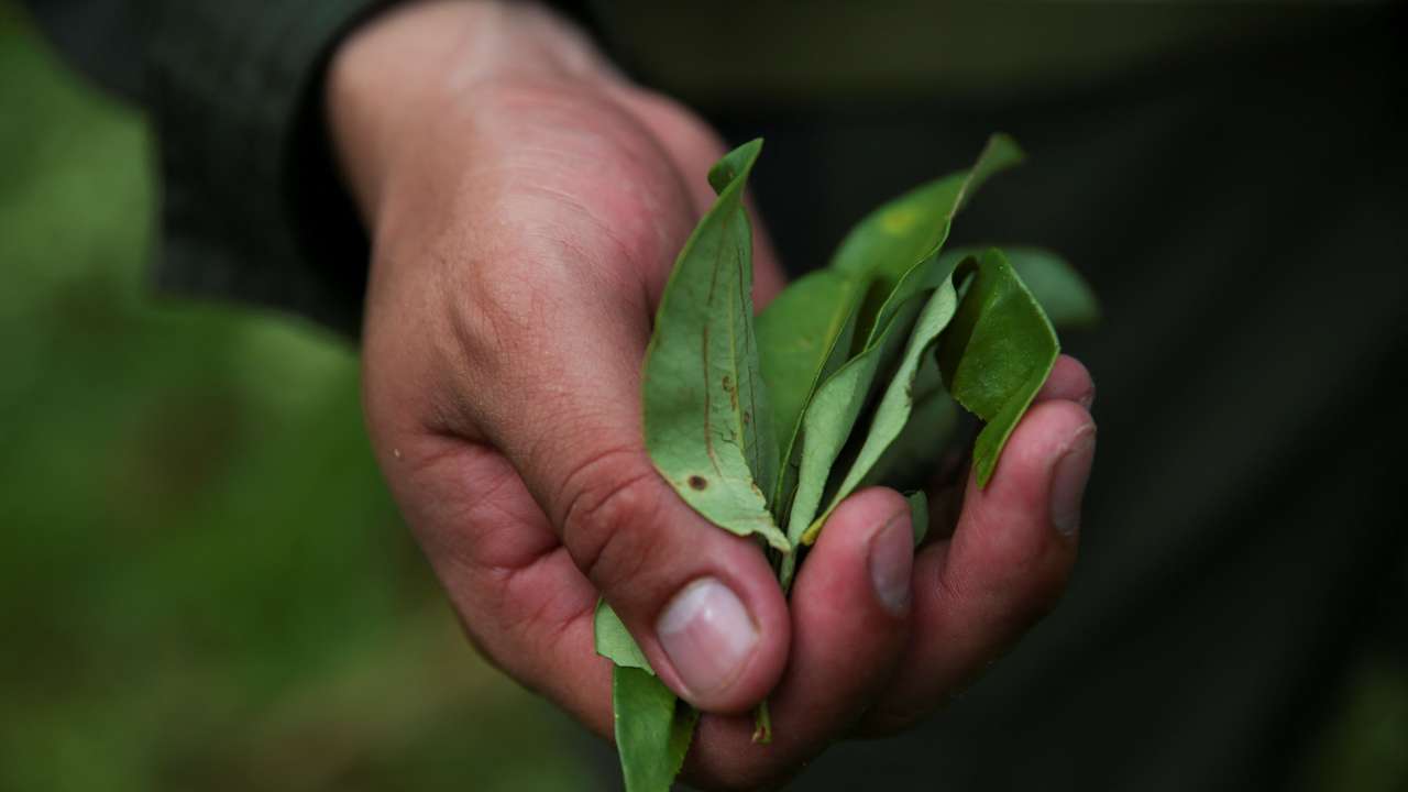 Manual eradication of coca leaf plantations in Putumayo