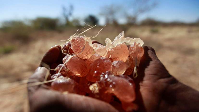 FILE PHOTO: A farmer carries collected gum arabic from an Acacia tree in the western Sudanese town of El-Nahud