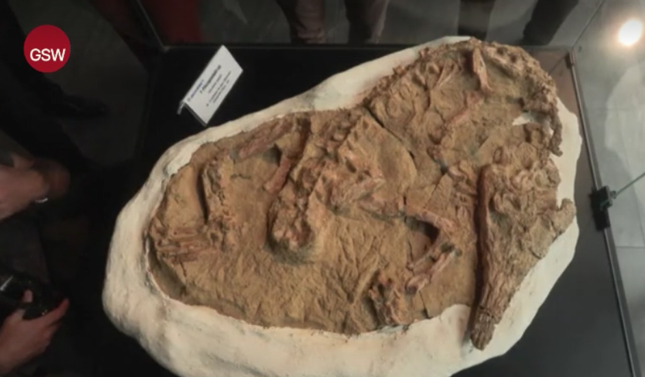 Peru fossil discovery