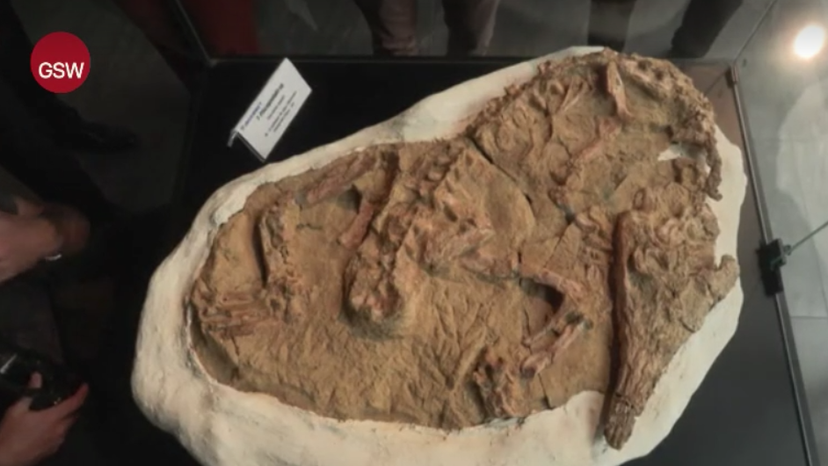 Peru fossil discovery