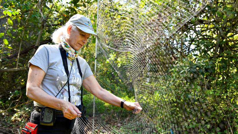 Cuban biologists unravel mysteries of bird migration