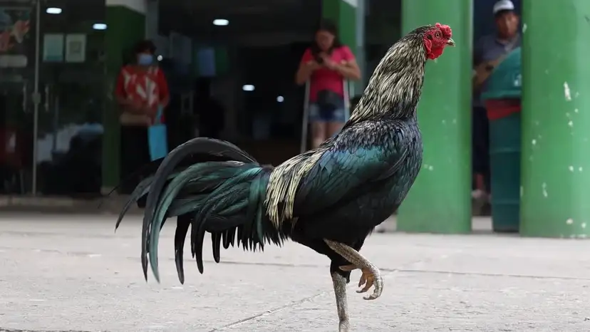 Bolivia’s ‘Doctor Cockerel’ has waited outside a hospital for eight years