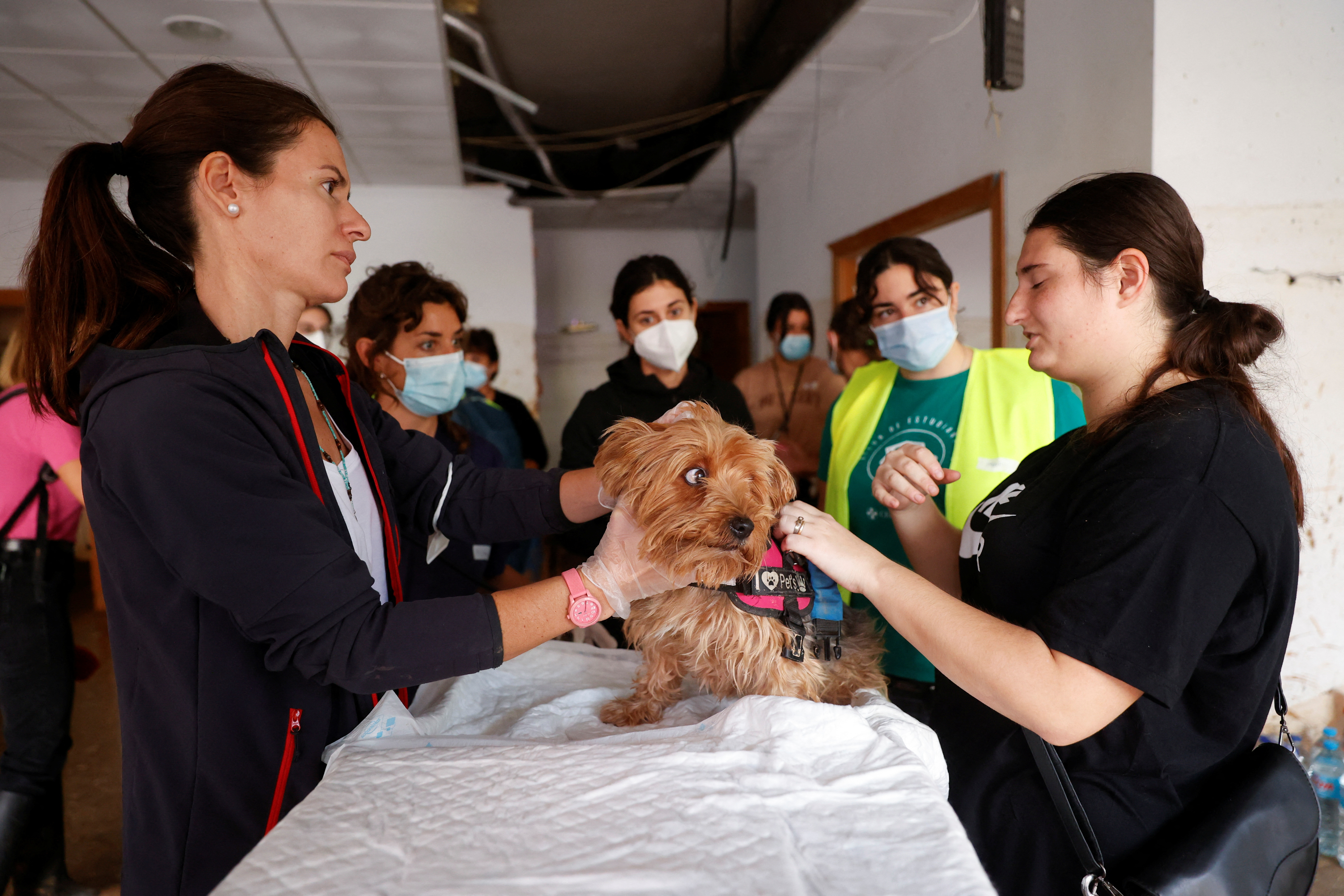 A makeshift clinic provides veterinary treatment in Paiporta