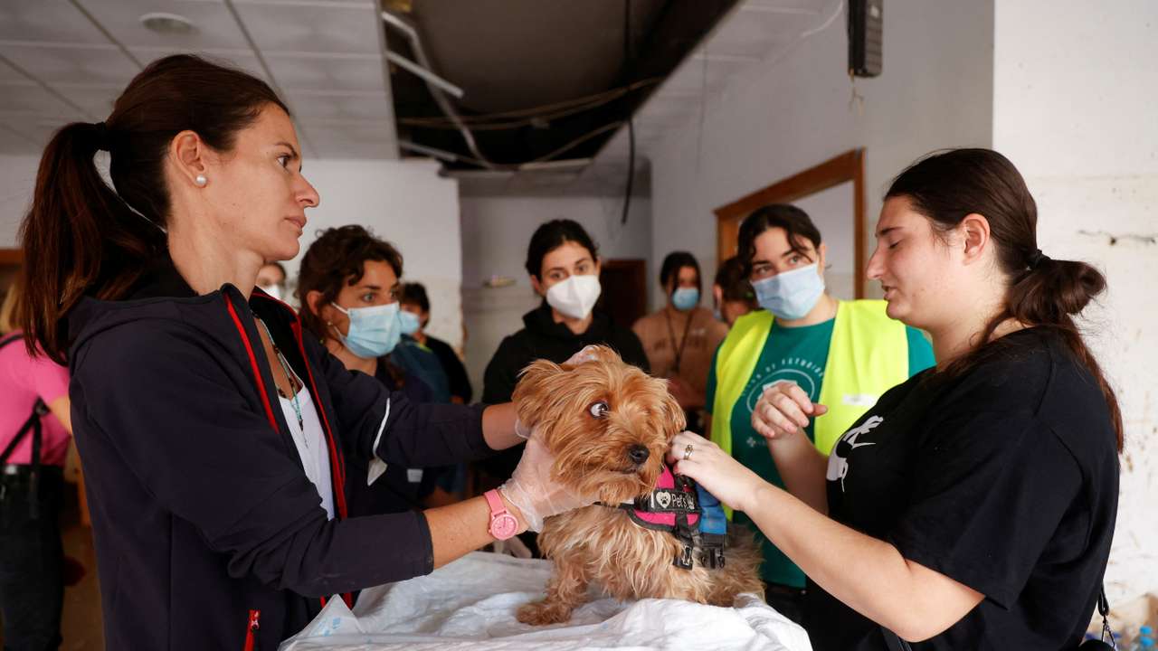 A makeshift clinic provides veterinary treatment in Paiporta