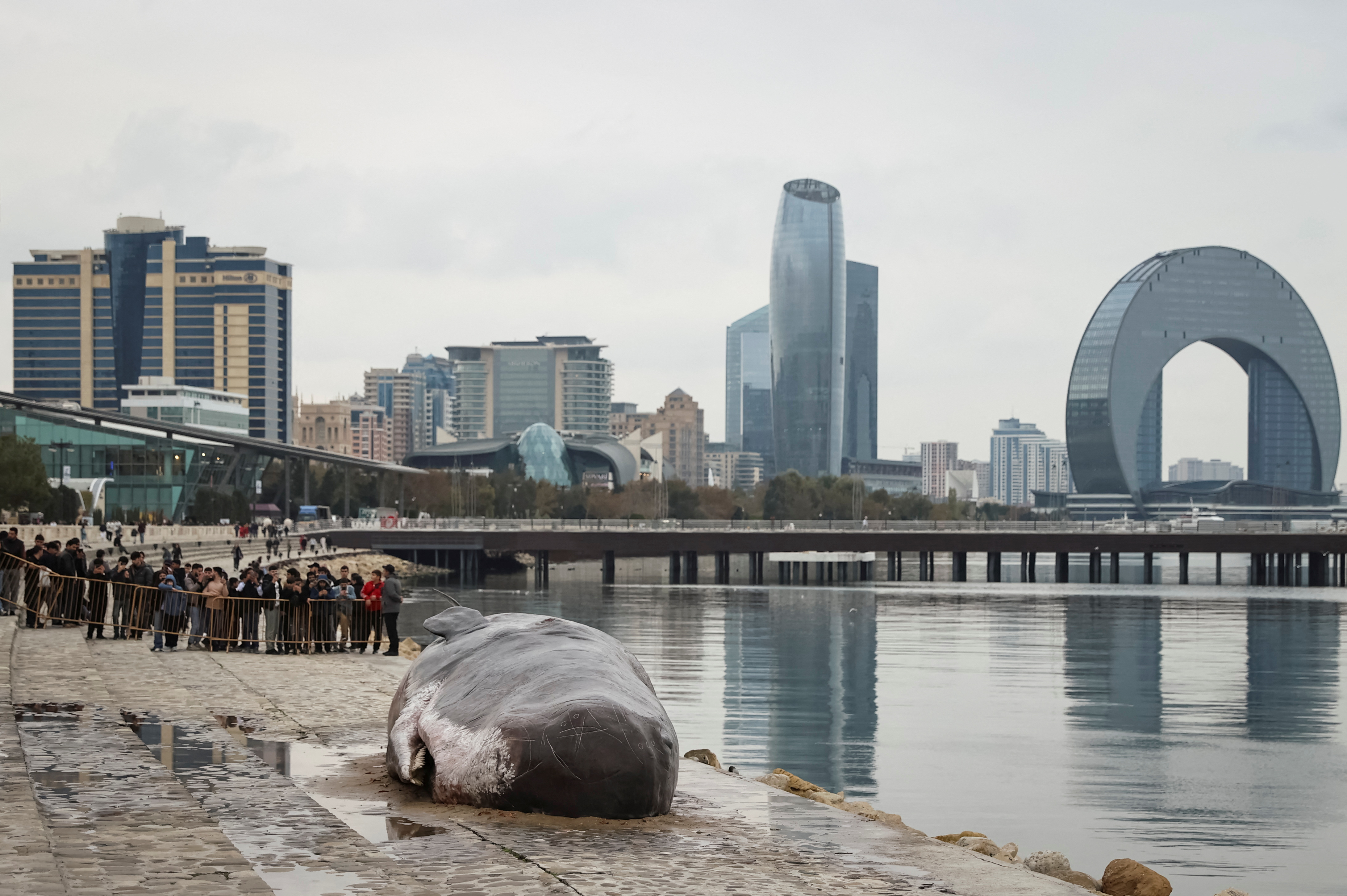 A whale installation is displayed during the United Nations climate change conference COP29 in Baku