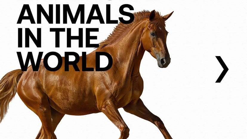 The world of high-value “pets” is full of surprises, with some animals commanding prices that rival luxury goods and even real estate. Here are some of the most expensive #animals ever sold, each with its unique a