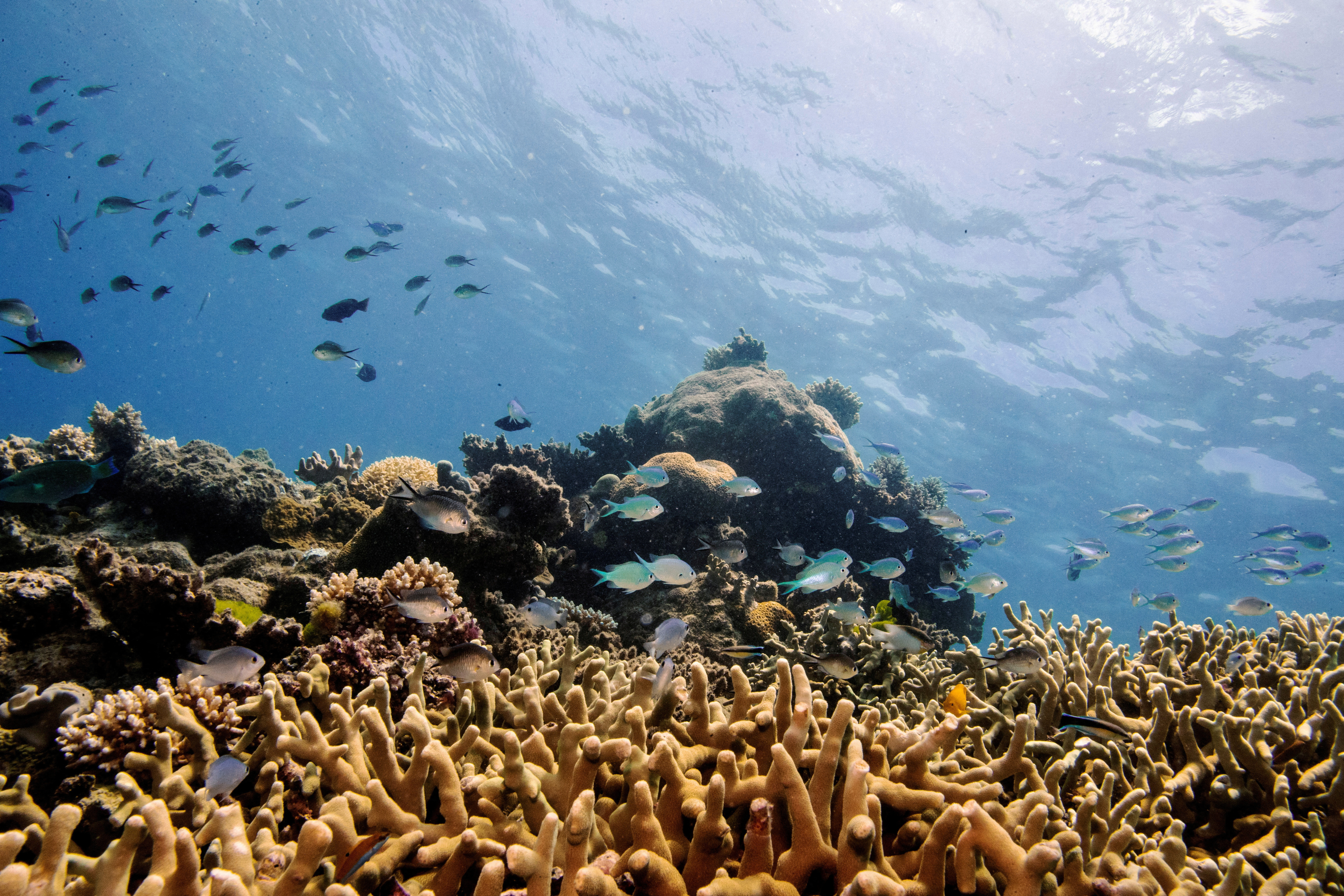FILE PHOTO: Assorted reef fish swim above a finger coral colony as it grows on the Great Barrier Reef off the coast of Cairns, Australia