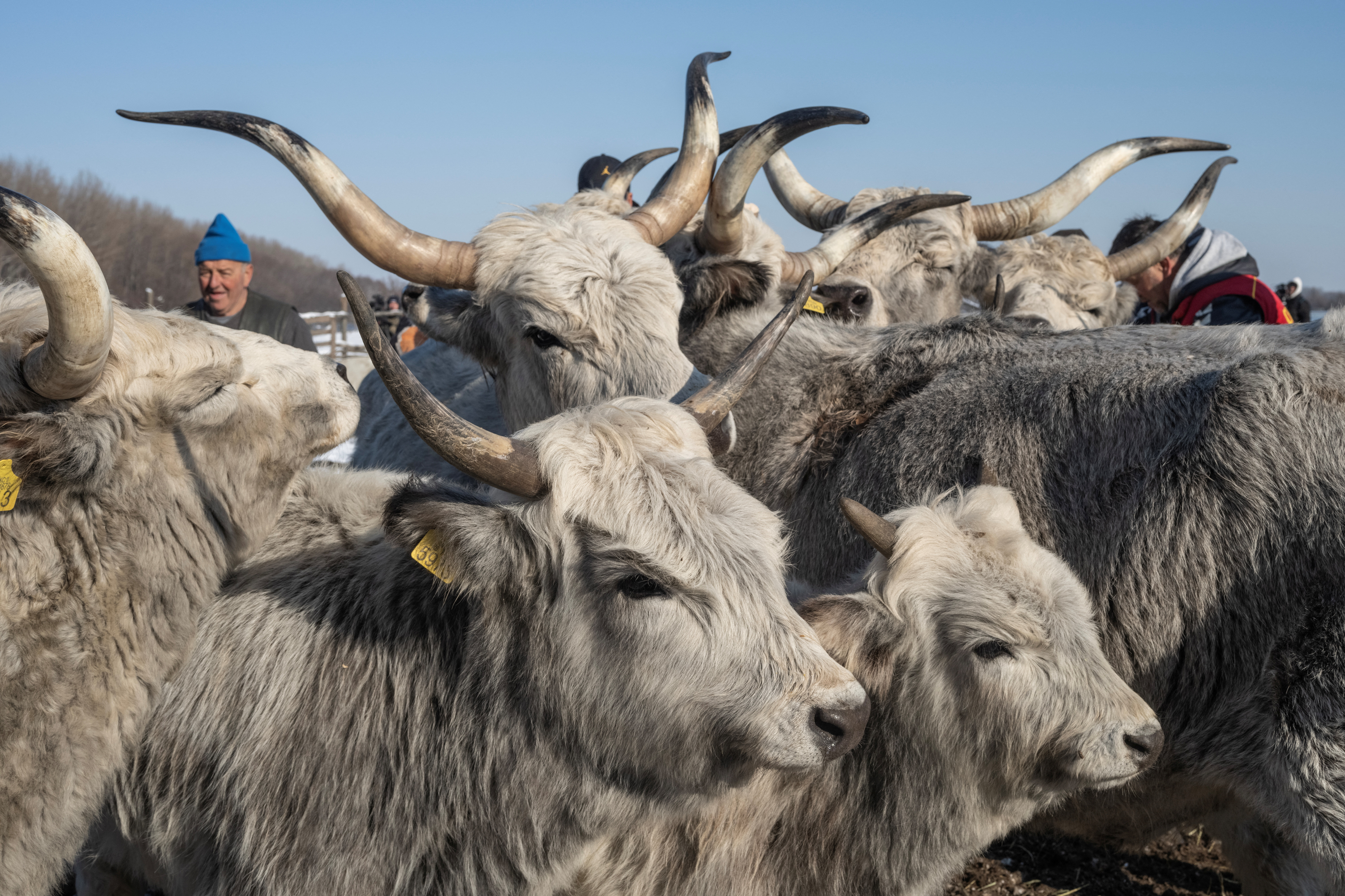 Farmers in Serbia scramble to rescue animals from river island