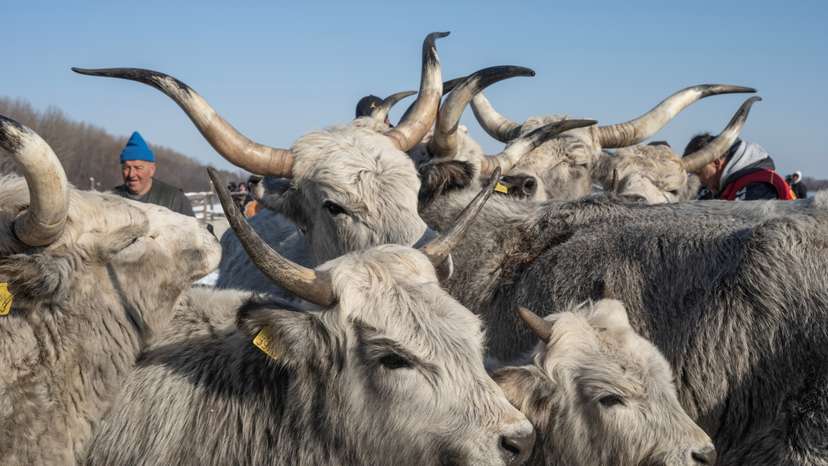 Farmers in Serbia scramble to rescue animals from river island