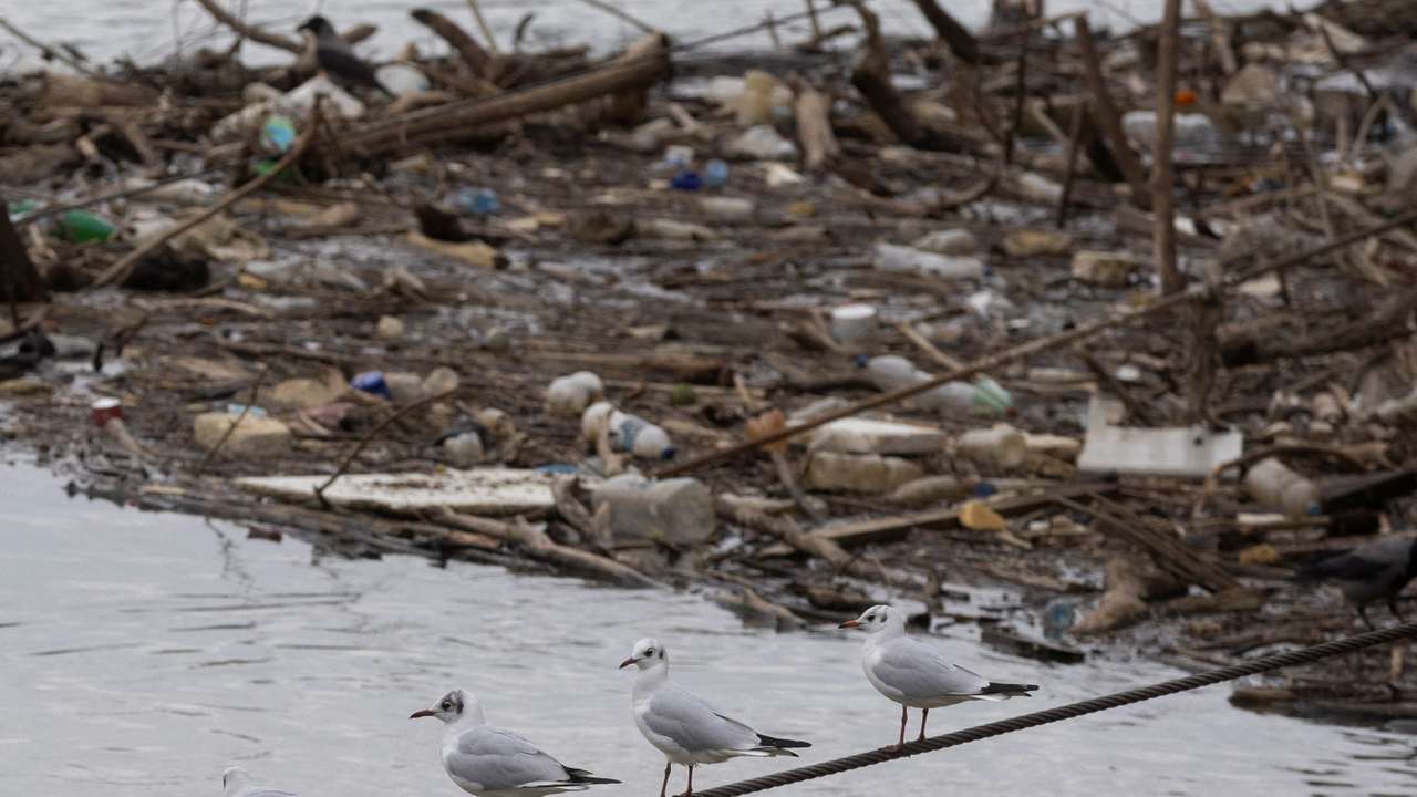 Seagulls on the Sava River in Belgrade